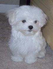 well trained Yorkie and Maltese puppies for free to good home