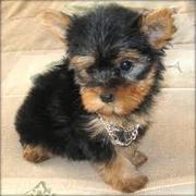 Adorable T-cup Yorkie puppies for adoption