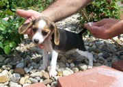 Cute Adorable Beagle puppies for sale