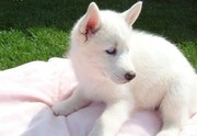 Cute Adorable SIBERIAN HUSKYS puppies for sale