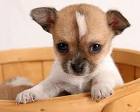 TOW CHIHUAHUA PUPPIES FOR YOUR KIDS FOR FREE ADOPTION