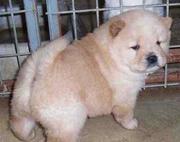 Cute kc Chow Chow for sale