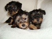 adorable yorkie puppies for free adoption......