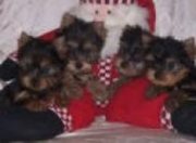 charming Teacup yorkie puppies for free adoption