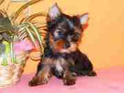 cute teacup yorkie puppies for adoption