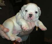 adorable male and fenmale englsih bull puppies for free