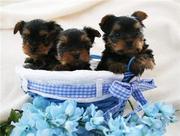 yorkie  puppies  for free adoption..........