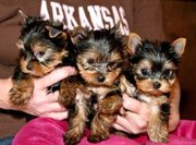 adorable yorkie puppies for adoption...