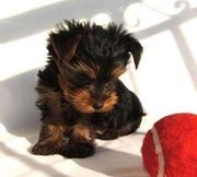 Free Akc Female Teacup Yorkie Puppies For Adoption