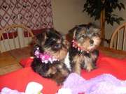Yorkie Puppies For Free Adoption...