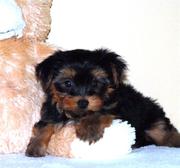 Adorable  Yorkie  Puppies For Free adoption.