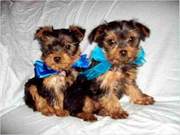 Two Adorable Teacup yorkie puppies for free adoption