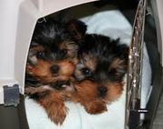 PORTABLE TEACUP YORKIE PUPPIES FOR FREE ADOPTION