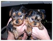 adorable  yorkie puppies for free adoption