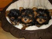 Yorkie doll puppies for free adoption in USA and World Wide...