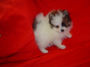 OUTSTANDING Pomeranian puppies for ADOPTION