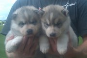 Nice Siberian Husky Puppies For Free Adoption