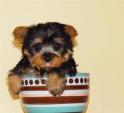 Lovely xmas tea cup yorkie Puppies For Adoption