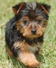  Two Cute and Adorable Yorkie puppies for adoption (mirakates@yahoo.co