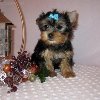 Two Cute and Adorable Yorkie puppies for adoption (mirastutes@yahoo.co