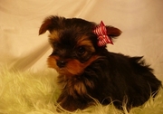 Cute And Lovely Teacup Yorkie Puppies