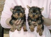 Gorgeous TeaCup Yorkie Puppies Available