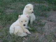 Adorable Siberian Husky Puppies Available Now(mendezton40@gmail.com)