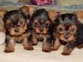   (Free)cute and loving yorkshire puppies ready to go to a new home T