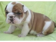 Male and Female English bulldog puppies TEXT ME ((786-565-0731)