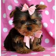 Two Cute teacup Yorkie Puppies for Adoption text 631-982-9126   